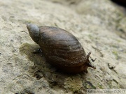 Oxyloma elegans, Ambrette élégante