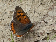 Lycaena phlaeas, Cuivré commun