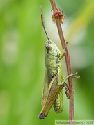 Pseudochorthippus parallelus, Criquet des pâtures, mâle