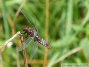 Libellula depressa, libellule dépressive, vieille femelle