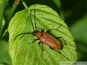 Stictoleptura rubra, femelle