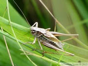 Metrioptera brachyptera, Decticelle des bruyères, mâle