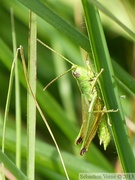 Chrysochraon dispar, le Criquet des clairières, mâle