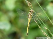 Sympetrum danae, le Sympétrum noir, femelle