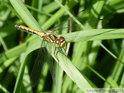 Sympetrum danae, le Sympétrum noir, femelle