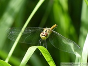 Sympetrum danae, le Sympétrum noir, femelle