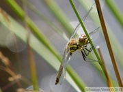 Sympetrum danae, le Sympétrum noir, mâle immature