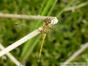 Sympetrum danae, le Sympétrum noir, femelle