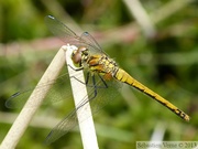 Sympetrum danae, le Sympétrum noir, femelle