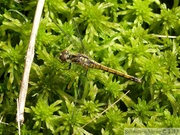 Sympetrum danae, le Sympétrum noir, femelle