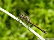 Sympetrum danae, le Sympétrum noir, femelle