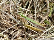 Omocestus viridulus, le Criquet verdelet, femelle