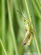 Pseudochorthippus montanus, le Criquet palustre, mâle