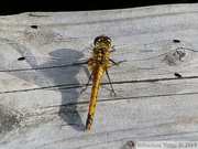 Sympetrum danae, Sympétrum noir, femelle