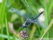 Sympetrum danae, Sympétrum noir, mâle