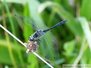 Sympetrum danae, Sympétrum noir, mâle