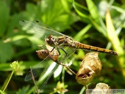 Sympetrum danae, Sympétrum noir, femelle