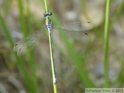 Lestes sponsa, le Leste fiancé, mâle