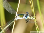 Lestes sponsa, le Leste fiancé, mâle