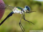 Lestes sponsa, le Leste fiancé, mâle