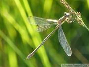 Lestes sponsa, le Leste fiancé, femelle