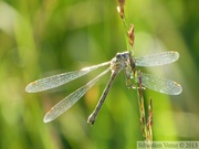 Lestes sponsa, le Leste fiancé, femelle