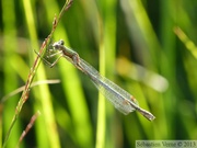 Lestes sponsa, le Leste fiancé, femelle