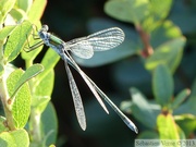 Lestes sponsa, le Leste fiancé, femelle