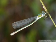 Lestes sponsa, le Leste fiancé, femelle