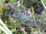 Sympetrum danae, Sympétrum noir