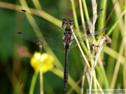 Sympetrum danae, Sympétrum noir, mâle