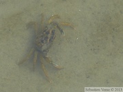 Carcinus maenas