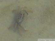 Carcinus maenas, Crabe vert