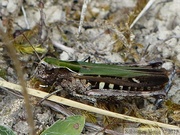 Omocestus rufipes, le Criquet noir ébène