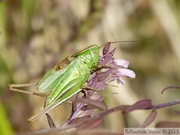 Metrioptera bicolor, la Decticelle bicolore