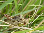 Chorthippus biguttulus, le Criquet mélodieux, accouplement