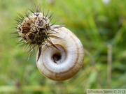 Helicella itala, Hélice des bruyères