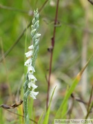 Spiranthes spiralis, Spiranthe d'automne