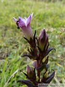 Gentianella germanica, la gentiane d'Allemagne