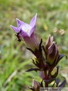 Gentianella germanica, la gentiane d'Allemagne