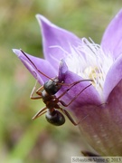 Gentianella germanica, la gentiane d'Allemagne