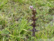 Gentianella germanica, la gentiane d'Allemagne