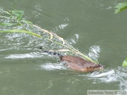 Ondatra zibethicus, Rat musqué, Muskrat