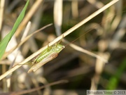 Conocephalus fuscus, Conocéphale bigarré, mâle