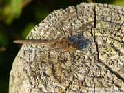 Sympétrum fascié, Sympetrum striolatum