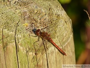 Sympétrum fascié, Sympetrum striolatum