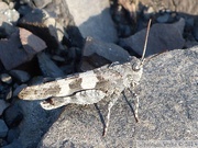 Oedipoda caerulescens, Oedipode à ailes bleues