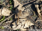 Sympetrum striolatum