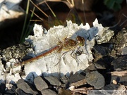 Sympetrum striolatum