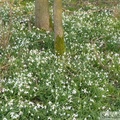 Perce-neige, Galanthus nivalis